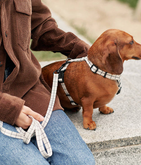 Recycled PET Harness, Linea Beige Design