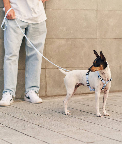 Recycled PET Harness, Vichy Blue Design