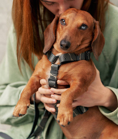 Recycled PET Harness, Japan Green Design