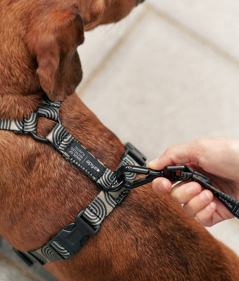 Recycled PET Harness, Japan Green Design