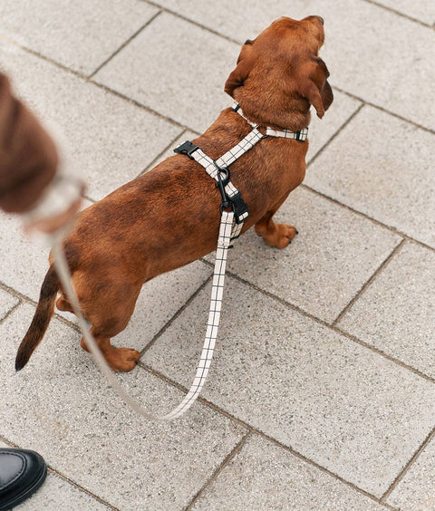 Recycled PET Harness, Linea Beige Design