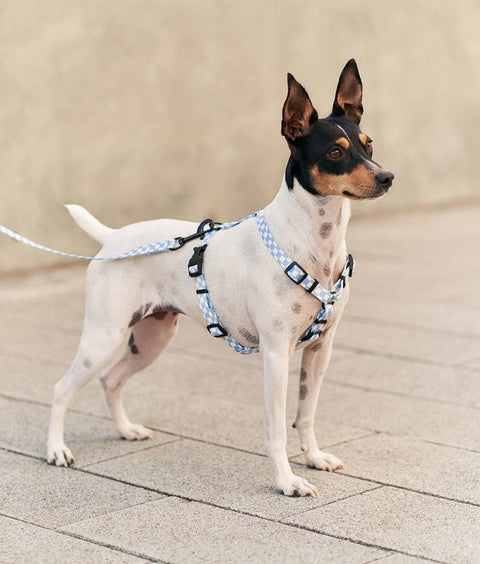 Recycled PET Harness, Vichy Blue Design