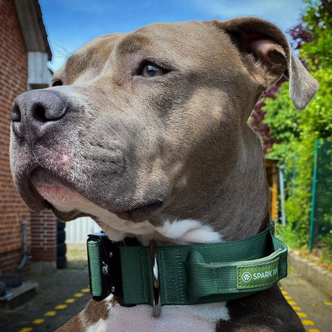 Tactical Dog Collar - Green