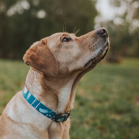 Nova Collar