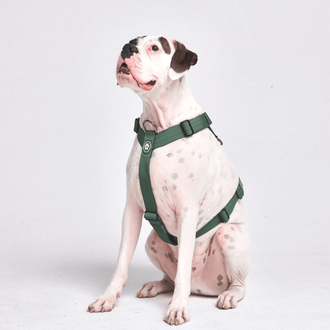 Spark Paws - Comfort Control No-Pull Dog Harness - Green