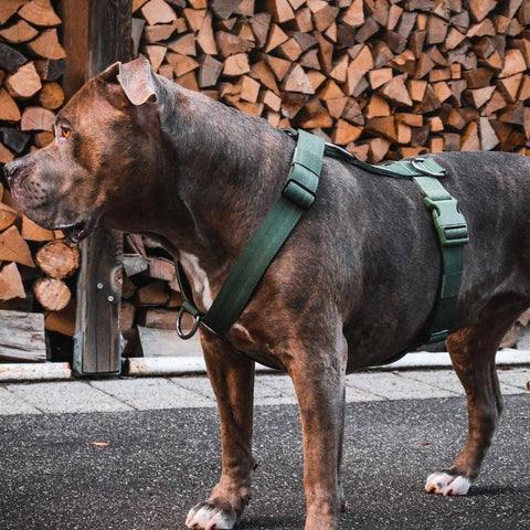 Spark Paws - Comfort Control No-Pull Dog Harness - Green