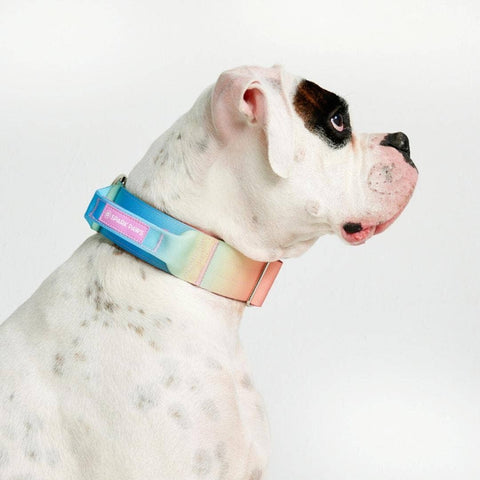 Spark paws - Tactical Dog Collar - Pastel Icing